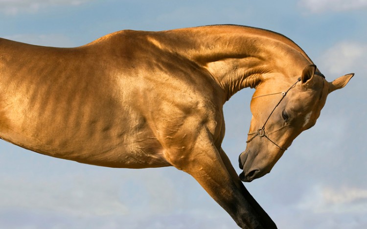 découvrez l'akhal téké, le cheval emblématique du turkménistan, réputé pour sa beauté, sa vitesse et son endurance exceptionnelles.