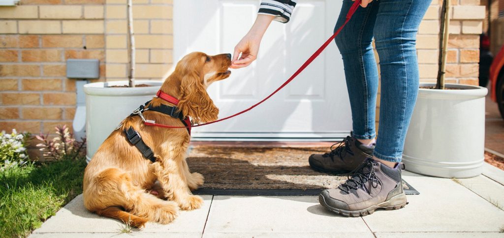 découvrez les bases du dressage canin pour apprendre à éduquer votre chien efficacement et renforcer votre complicité au quotidien.