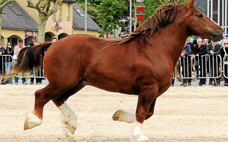 découvrez l'histoire fascinante du cheval breton et ses nombreux usages traditionnels et modernes dans l'agriculture et les loisirs.