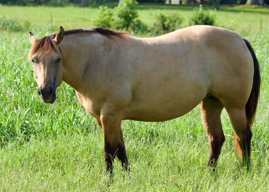 découvrez l'histoire fascinante du cheval comtois et ses usages traditionnels, un cheval robuste et polyvalent originaire de la région de franche-comté.