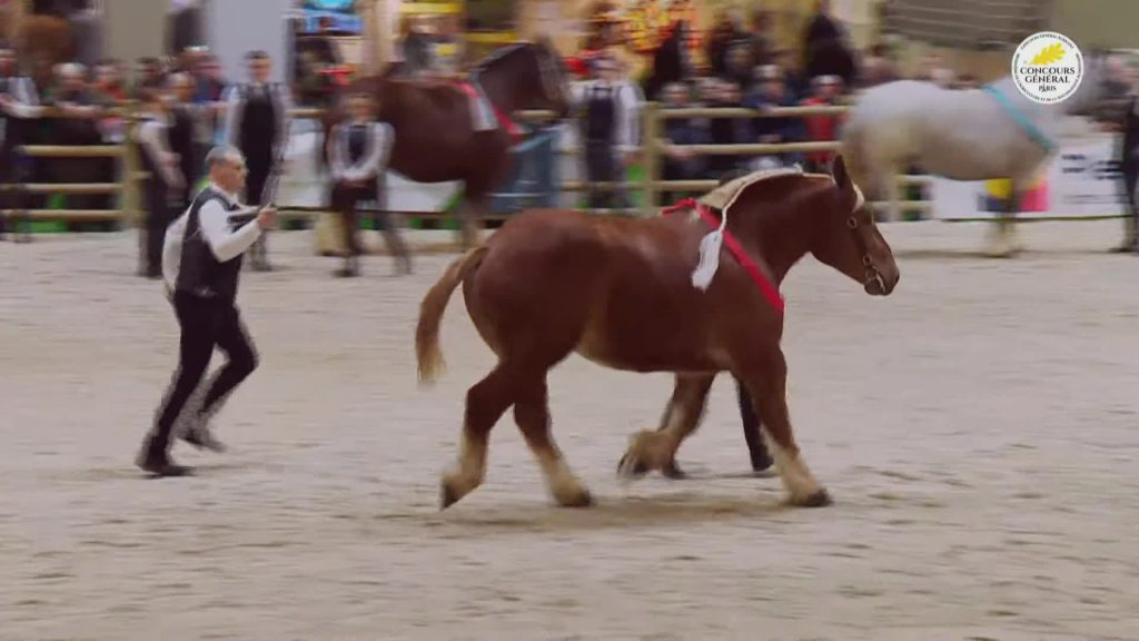 découvrez les principales races de chevaux de trait, leurs caractéristiques, origines et utilisations agricoles et équestres.