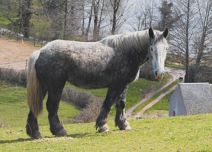 découvrez les principales caractéristiques du cheval percheron, une race puissante et élégante reconnue pour sa force, sa robustesse et son tempérament docile.
