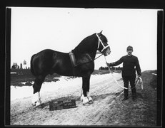 découvrez les caractéristiques distinctives et l'histoire fascinante du cheval shire, une race de trait britannique réputée pour sa taille imposante et sa force exceptionnelle.