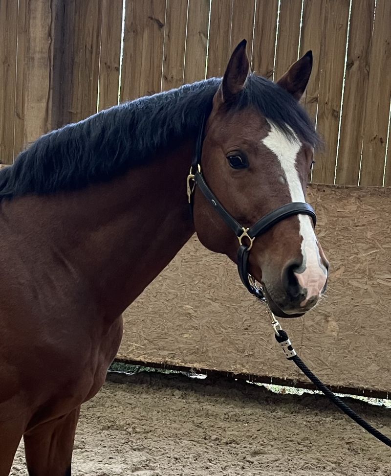 découvrez nos conseils pour bien choisir un cheval à vendre selon vos besoins, votre expérience et votre budget.