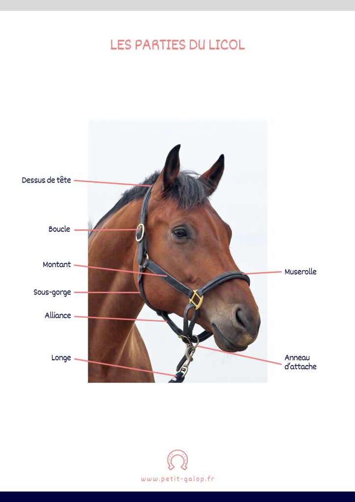 découvrez comment choisir le licol idéal pour votre cheval en tenant compte de sa taille, son confort et son usage. guide pratique pour bien équiper votre équidé.