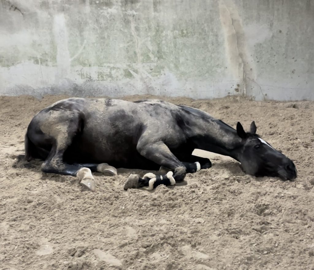 découvrez les causes courantes de la colique chez le cheval et les traitements efficaces pour soulager votre animal rapidement.