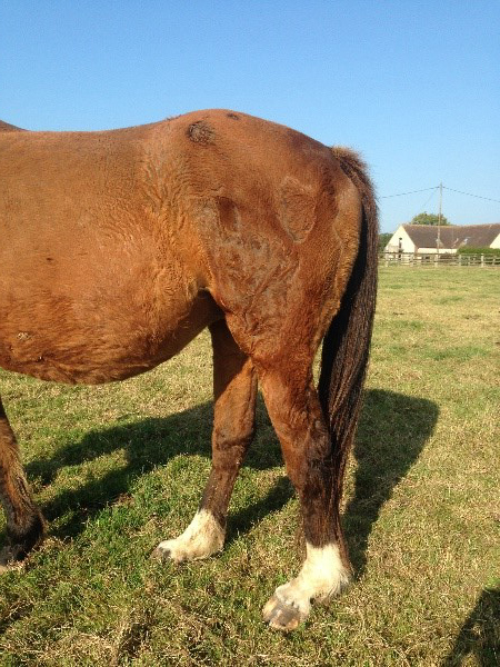 découvrez comment diagnostiquer le syndrome de cushing chez le cheval, ses symptômes clés et les méthodes d'examen pour une prise en charge efficace.
