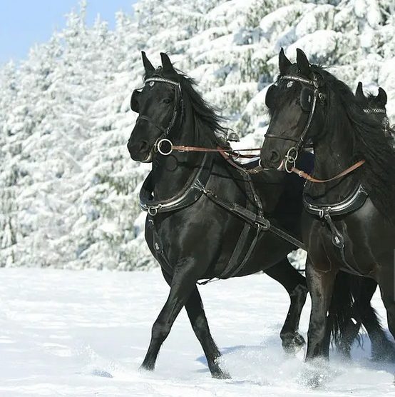 découvrez notre guide complet sur le cheval frison, une race élégante et puissante, avec des conseils sur son origine, son entretien et son dressage.