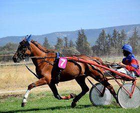 découvrez notre guide des filières turf pour débutants et apprenez les bases des courses hippiques, des types de paris et des meilleures stratégies pour bien débuter.