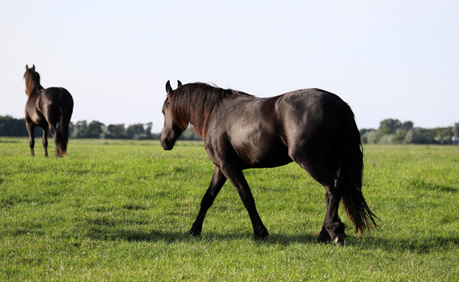 découvrez l'origine et les caractéristiques principales du cheval frison, une race élégante reconnue pour sa force et sa beauté.