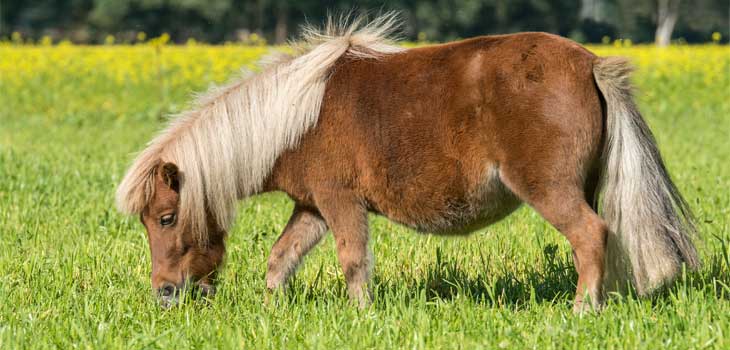 découvrez les caractéristiques uniques des mini chevaux et apprenez à bien prendre soin de ces adorables petits chevaux grâce à nos conseils détaillés.