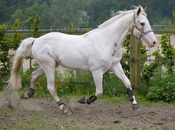découvrez les caractéristiques uniques du paint horse et son utilisation en équitation. apprenez tout sur cette race polyvalente et colorée, idéale pour le travail et les loisirs.