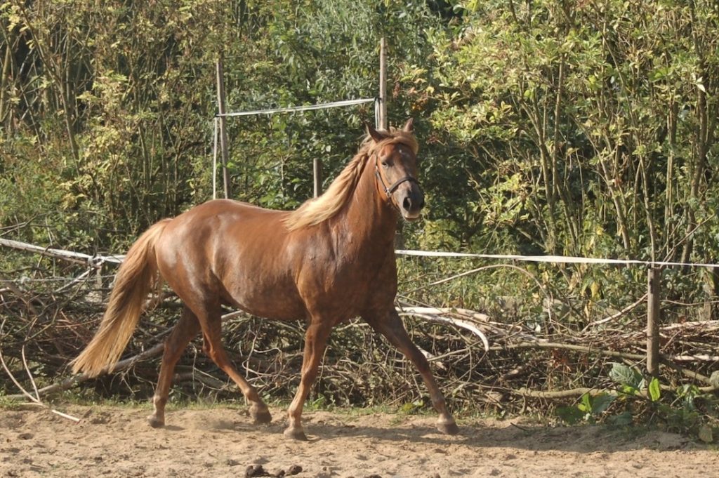 découvrez les caractéristiques du poney shetland et apprenez comment en prendre soin au mieux grâce à nos conseils pratiques.