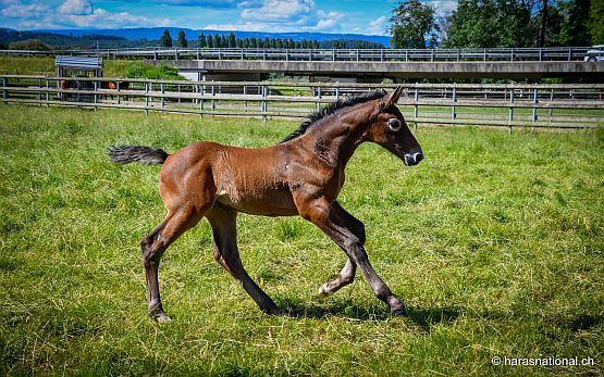 découvrez les prix et coûts associés à l'achat et à l'entretien d'un cheval, incluant l'alimentation, les soins vétérinaires et l'équipement nécessaire.