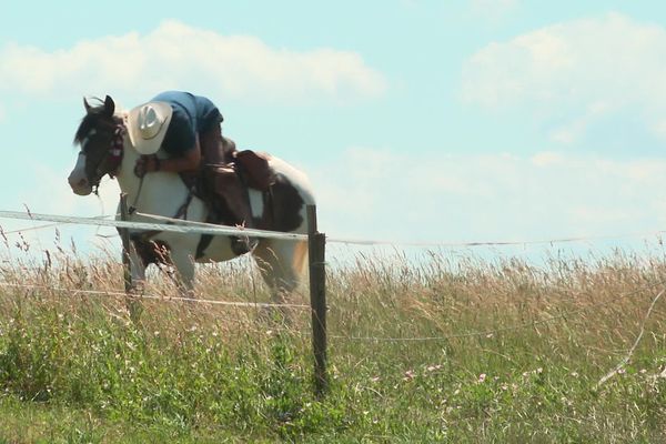 découvrez nos conseils pour réussir la photo de cheval parfaite, capturant la beauté et la grâce de votre compagnon équin avec précision et émotion.