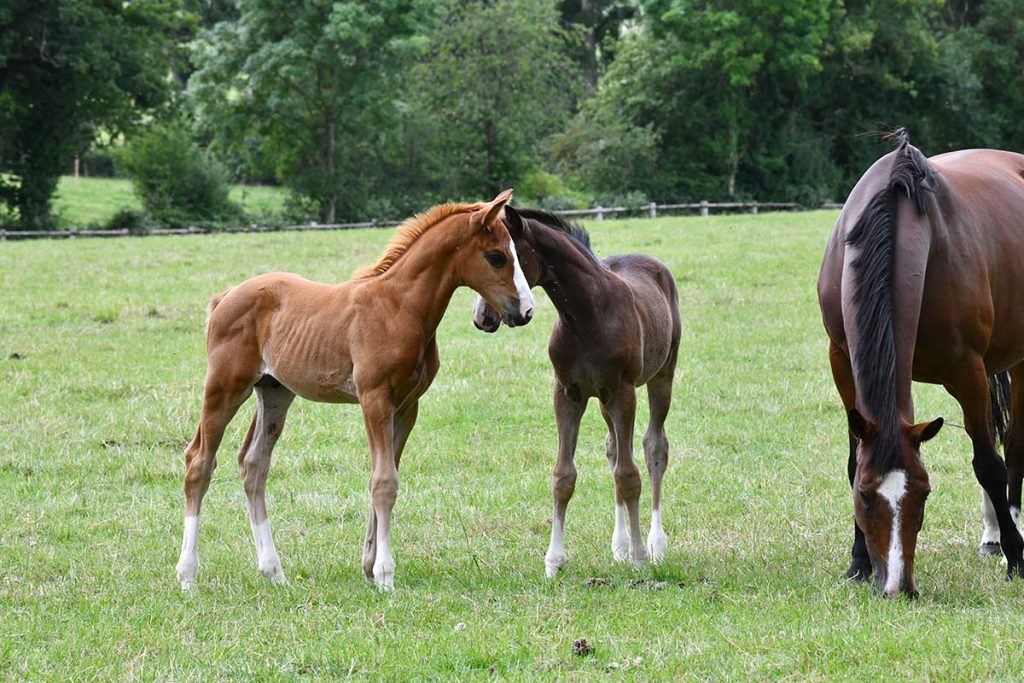 découvrez notre guide complet et nos conseils pratiques pour réussir la saillie de votre cheval en toute sécurité et efficacement.