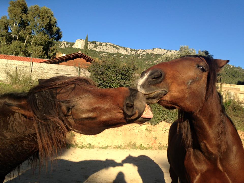 trouvez facilement une écurie près de chez vous pour pratiquer l'équitation, prendre des cours ou héberger votre cheval. découvrez les meilleures options locales.
