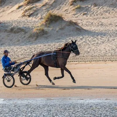 découvrez les conseils d'hervé fortin pour le quinté du 31 janvier à paris-vincennes, et maximisez vos chances de gagner.