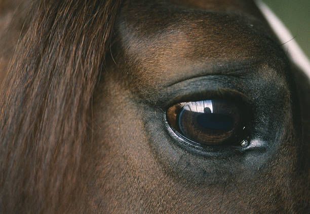 découvrez les conseils d'hervé fortin pour réussir votre quinté à cagnes-sur-mer. stratégies, analyses et astuces pour maximiser vos chances de victoire.