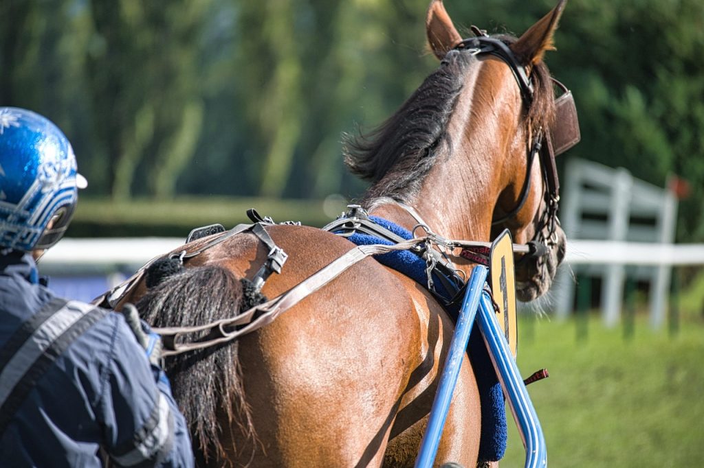 Courses hippiques à Dieppe : maîtriser les cotes, sélectionner le bon cheval et maximiser vos gains