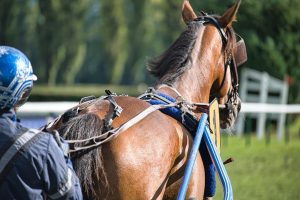 Courses hippiques à Dieppe : maîtriser les cotes, sélectionner le bon cheval et maximiser vos gains