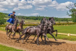 Les PMU : un vivier de talents méconnus – midilibre.fr