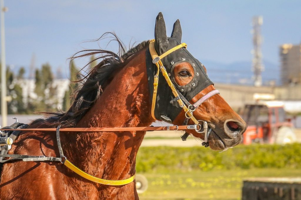 Du trot à Zurich au Prix de Diane à Chantilly : les rendez-vous hippiques à suivre