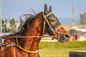 Du trot à Zurich au Prix de Diane à Chantilly : les rendez-vous hippiques à suivre