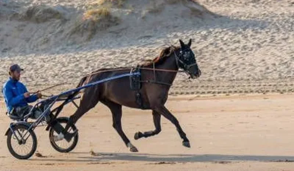 découvrez les conseils d'hervé fortin pour le quinté du 31 janvier à paris-vincennes, et maximisez vos chances de gagner.